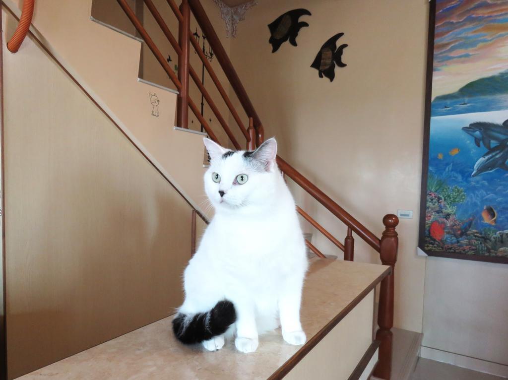 Tou Cheng Whale Watching Homestay Toucheng Extérieur photo